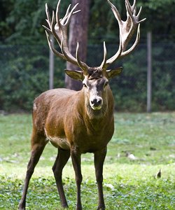 МИФЫ И ЛЕГЕНДЫ ТУВЫ. Часть 2